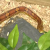 Vartotojo avataras